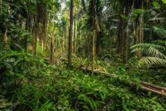 Manu National Park, Peru - August 07, 2017: The Amazon rainforest in Manu National Park, Peru